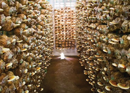 Liquor stores have cigar humidors, Earth Mart has humidors to grow fresh mushrooms. 